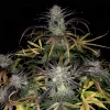 Bruce Banner Auto Fem Esrar Tohumu (Fast Buds)