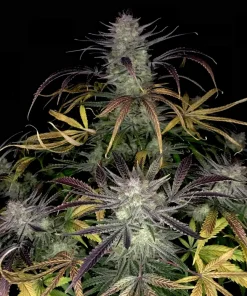 Bruce Banner Auto Fem Esrar Tohumu (Fast Buds)
