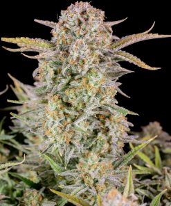 Bruce Banner Auto Fem Esrar Tohumu (Fast Buds)