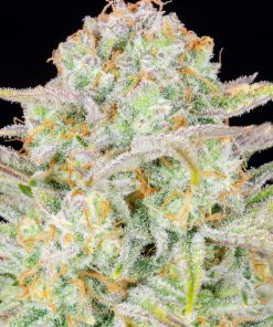 Bruce Banner Auto Fem Esrar Tohumu (Fast Buds)