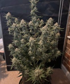Bruce Banner Auto Fem Esrar Tohumu (Fast Buds)