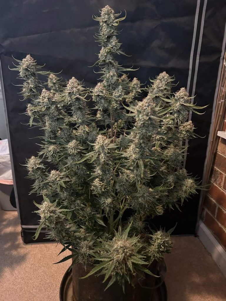 Bruce Banner Auto Fem Esrar Tohumu (Fast Buds)