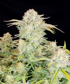 Bruce Banner Auto Fem Esrar Tohumu (Fast Buds)