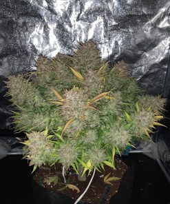 Bruce Banner Auto Fem Esrar Tohumu (Fast Buds)