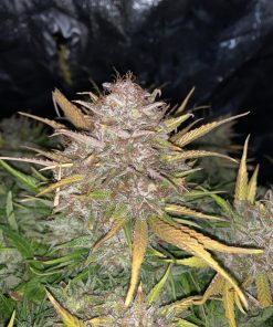 Bruce Banner Auto Fem Esrar Tohumu (Fast Buds)