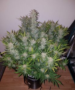 Bruce Banner Auto Fem Esrar Tohumu (Fast Buds)