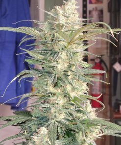 Bruce Banner Auto Fem Esrar Tohumu (Fast Buds)