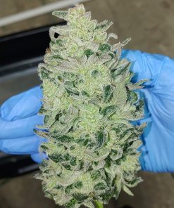 Bruce Banner Auto Fem Esrar Tohumu (Fast Buds)