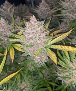 Bruce Banner Auto Fem Esrar Tohumu (Fast Buds)