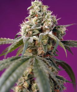 Bruce Banner Auto Fem Esrar Tohumu (Sweet Seeds)