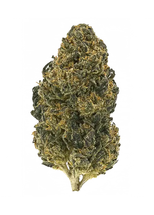 Bubba Dough, ekşi ve kremsi aromalarıyla öne çıkan Indica dominant bir türdür. Rahatlatıcı etkileriyle bilinir. Bu eşsiz türü keşfedin.
