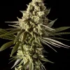 Bubba Kush Feminized Esrar Tohumu (Seedsman)