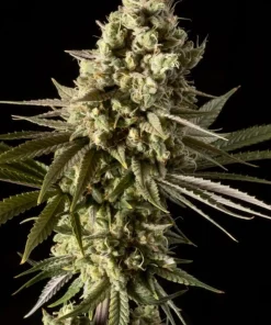 Bubba Kush Feminized Esrar Tohumu (Seedsman)