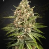 Bubba Slush Feminized Esrar Tohumu (Green House Seed Co.)