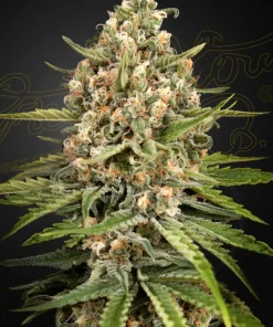 Bubba Slush Feminized Esrar Tohumu (Green House Seed Co.)