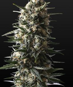 Bubba Slush Feminized Esrar Tohumu (Green House Seed Co.)