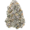 Bubbawhip F2, tatlı ve kremsi aromasıyla öne çıkan indica dominant bir türdür. Rahatlatıcı etkileriyle bilinir. Genetik yapısını keşfedin ve detayları görüntüleyin.