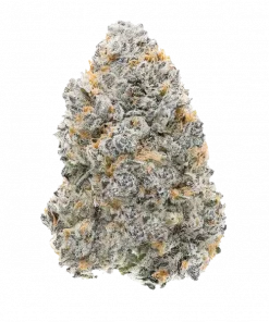 Bubbawhip F2, tatlı ve kremsi aromasıyla öne çıkan indica dominant bir türdür. Rahatlatıcı etkileriyle bilinir. Genetik yapısını keşfedin ve detayları görüntüleyin.