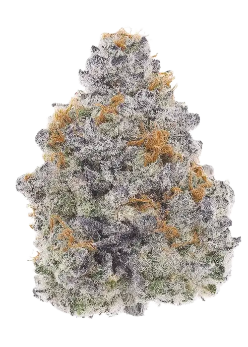 Bubbawhip, tatlı ve yakıtımsı aroması ile bilinen, yüksek THC'li indica dominant bir türdür. Stres ve ağrı giderme potansiyelini keşfedin, genetik yapısını görüntüleyin.