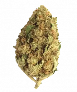 Bubble Gum, tatlı sakız aroması ve rahatlatıcı etkileriyle bilinen Indica dominant bir türdür. Orta THC seviyesiyle öne çıkar. Genetik yapısını keşfedin.
