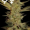 Bubble Gum Feminized Esrar Tohumu (Serious Seeds)