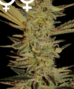 Bubble Gum Feminized Esrar Tohumu (Serious Seeds)