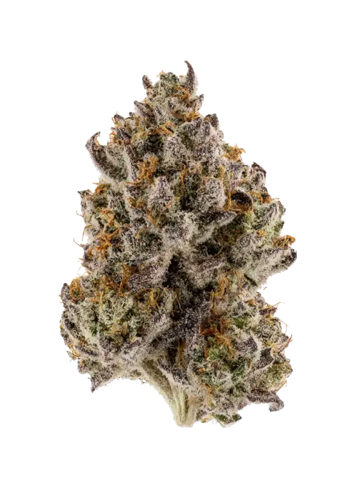 Bubble Pop Cake, tatlı aroması ve yüksek THC içeriğiyle öne çıkan Indica dominant bir türdür. Benzersiz genetik yapısını ve potansiyel faydalarını keşfedin.