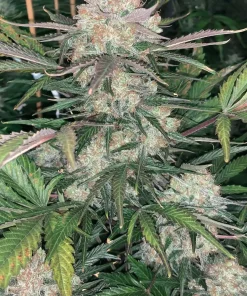 BubbleGum Auto Fem Esrar Tohumu (Fast Buds)