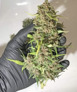 BubbleGum Auto Fem Esrar Tohumu (Fast Buds)