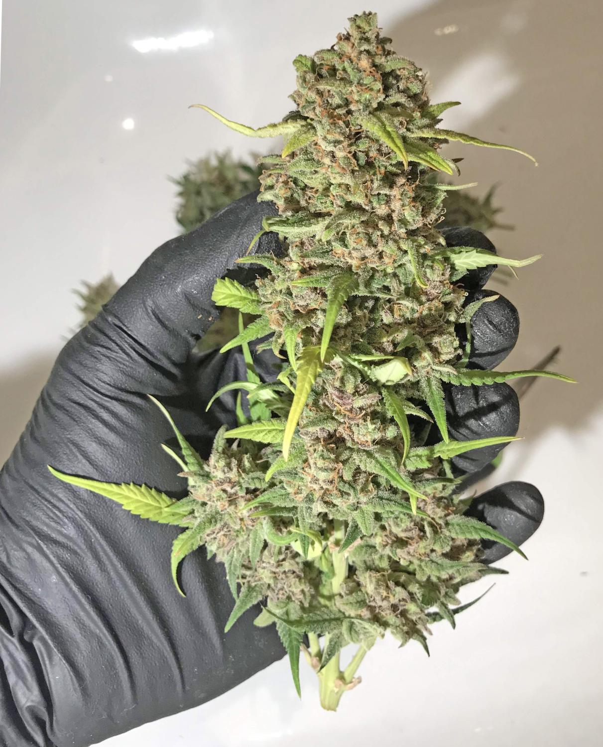 BubbleGum Auto Fem Esrar Tohumu (Fast Buds)