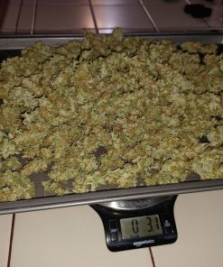 BubbleGum Auto Fem Esrar Tohumu (Fast Buds)