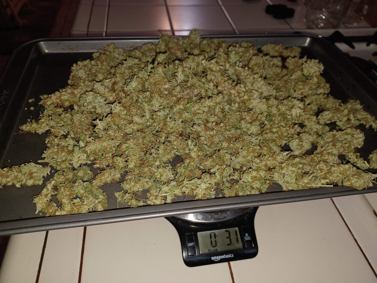 BubbleGum Auto Fem Esrar Tohumu (Fast Buds)