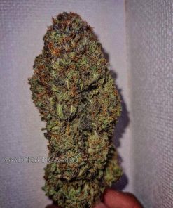 BubbleGum Auto Fem Esrar Tohumu (Fast Buds)