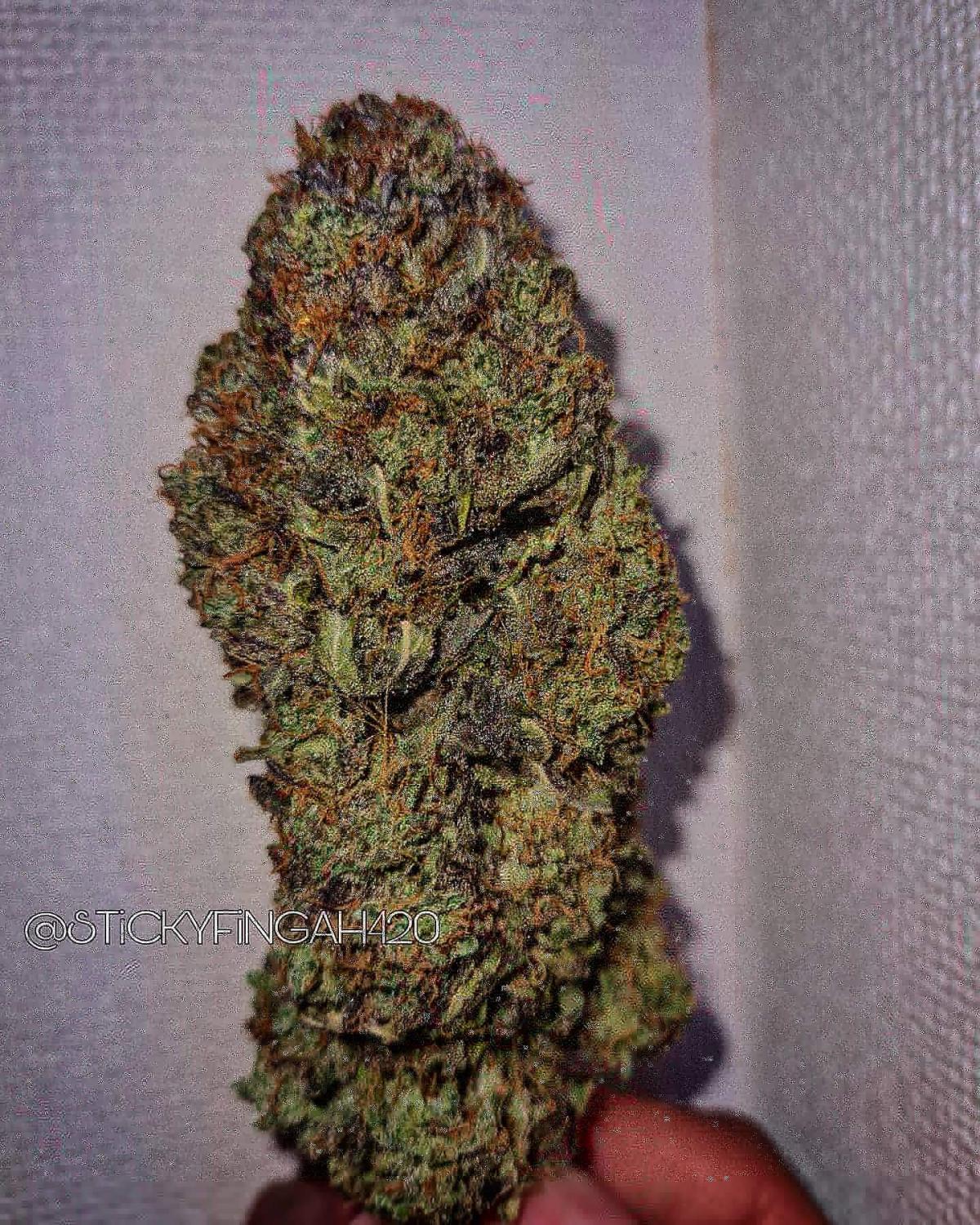 BubbleGum Auto Fem Esrar Tohumu (Fast Buds)