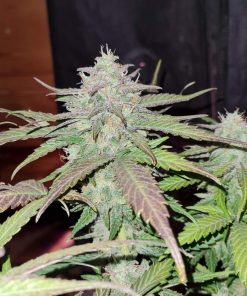 BubbleGum Auto Fem Esrar Tohumu (Fast Buds)