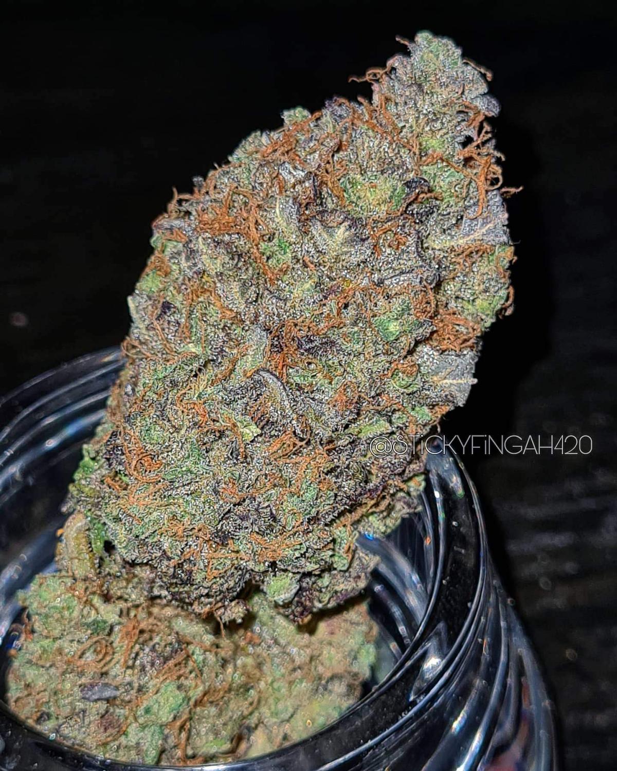 BubbleGum Auto Fem Esrar Tohumu (Fast Buds)