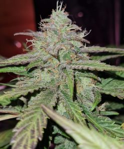 BubbleGum Auto Fem Esrar Tohumu (Fast Buds)