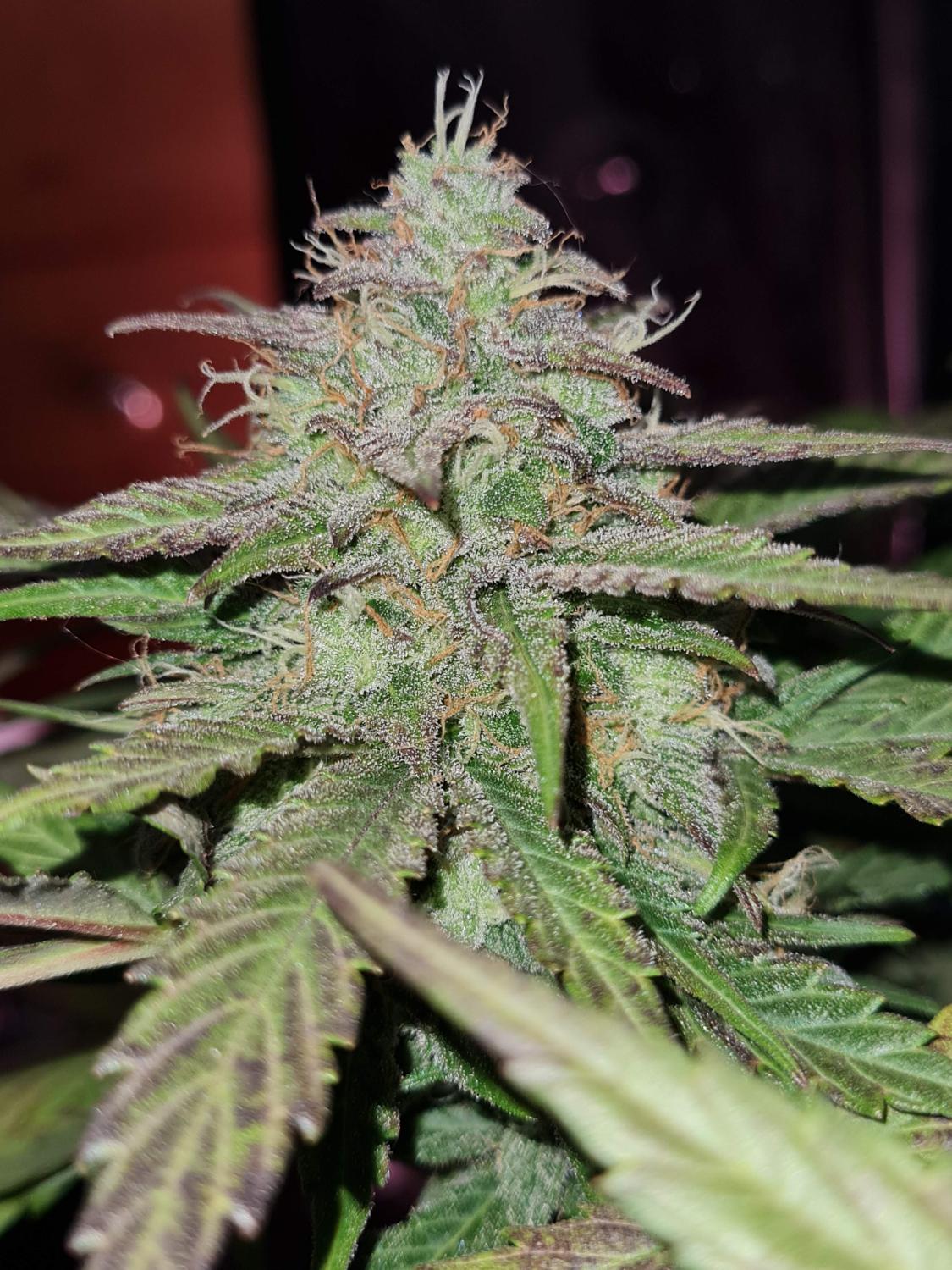 BubbleGum Auto Fem Esrar Tohumu (Fast Buds)
