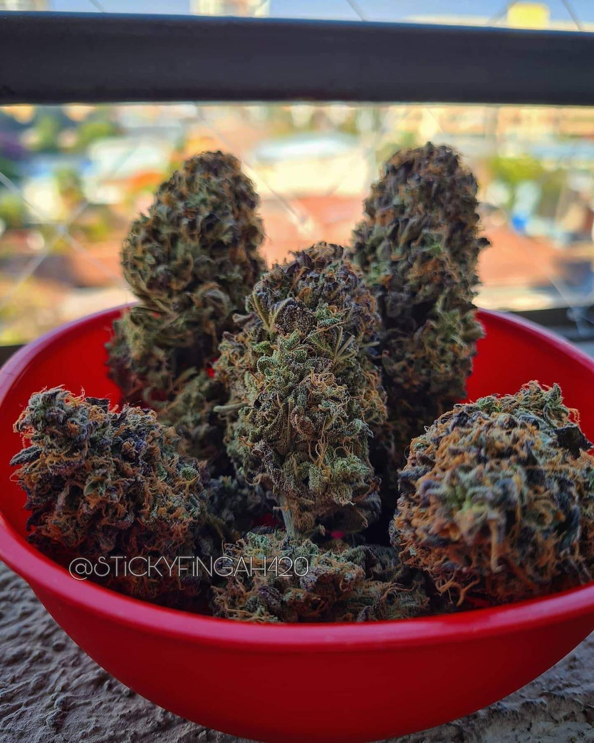 BubbleGum Auto Fem Esrar Tohumu (Fast Buds)