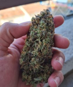 BubbleGum Auto Fem Esrar Tohumu (Fast Buds)