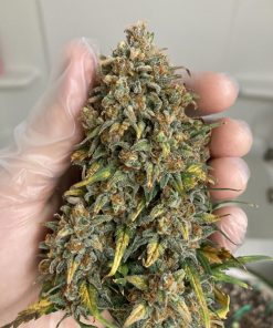BubbleGum Auto Fem Esrar Tohumu (Fast Buds)