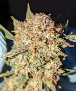 BubbleGum Auto Fem Esrar Tohumu (Fast Buds)