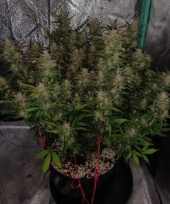 BubbleGum Auto Fem Esrar Tohumu (Fast Buds)