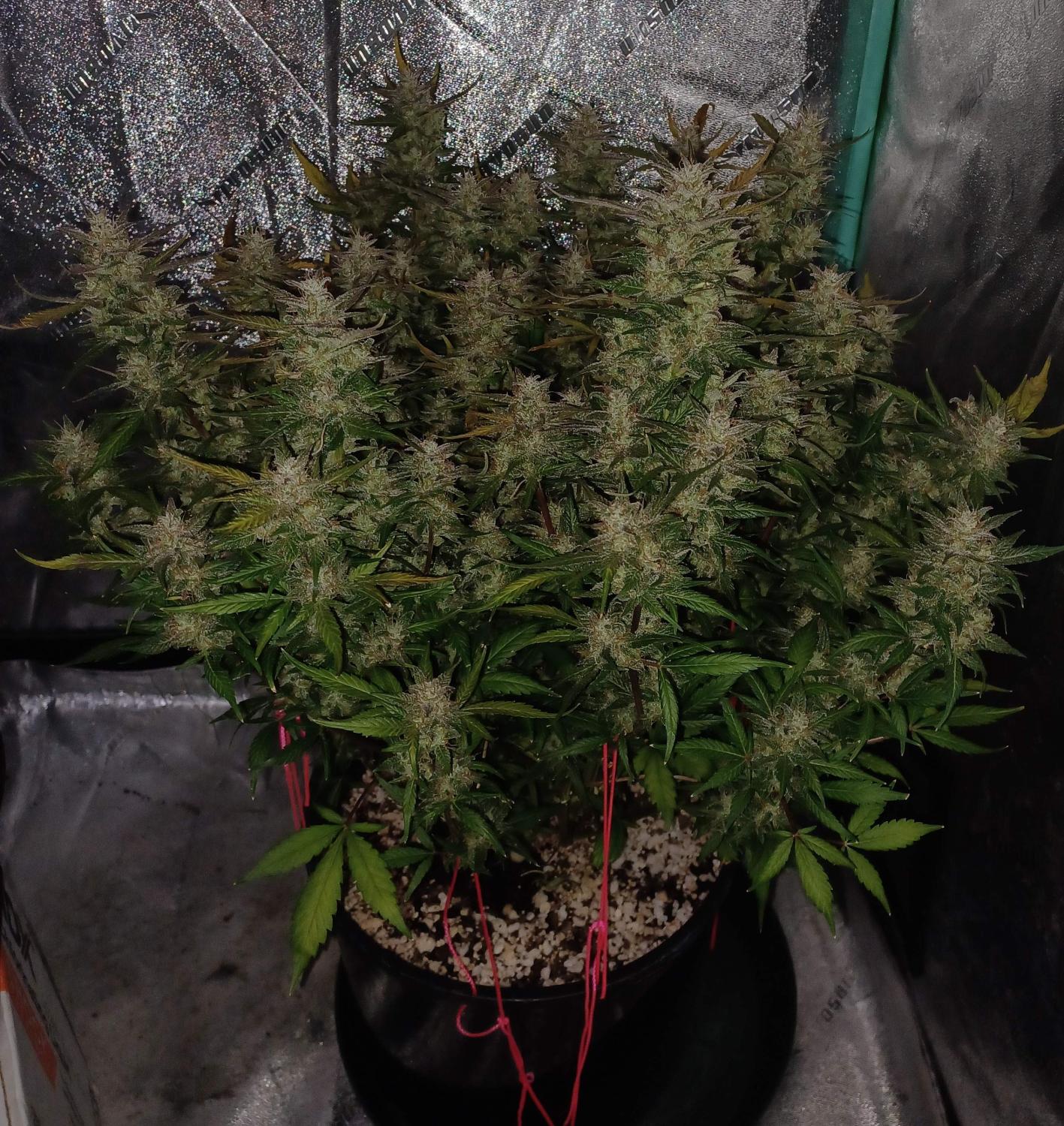 BubbleGum Auto Fem Esrar Tohumu (Fast Buds)