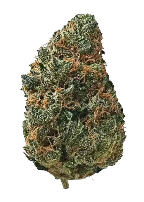 Bubblegum Gelato, tatlı bubblegum aroması ve rahatlatıcı etkileriyle öne çıkan Indica dominant bir türdür. Benzersiz deneyimi keşfedin ve detayları görüntüleyin.