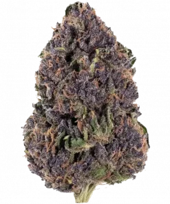 Buckfast OG, yakıtımsı aroması ve rahatlatıcı etkisiyle bilinen Indica dominant bir türdür. 80 günde hasada hazır. Genetik yapısını keşfedin ve detayları görüntüleyin.