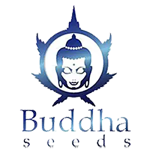 Buddha Seeds