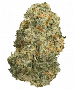 Burnt Glue, yakıtımsı ve topraksı aromasıyla öne çıkan dengeli bir hibrit türüdür. 'e varan THC içeriğiyle rahatlatıcı etkilerini keşfedin ve genetik yapısını görüntüleyin.