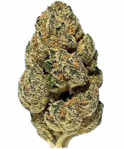 Burnt Orange, turunçgil ve yakıtımsı aromalarıyla öne çıkan dengeli bir hibrit türüdür. Canlandırıcı etkileriyle dikkat çeken bu türü keşfedin.