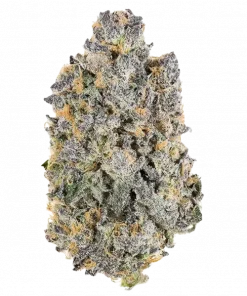 Burnt Rainbow, turunçgil ve meyve aromalarıyla öne çıkan dengeli bir hibrit türdür. Yüksek THC içeriğiyle rahatlatıcı etkilerini keşfedin ve genetik yapısını görüntüleyin.